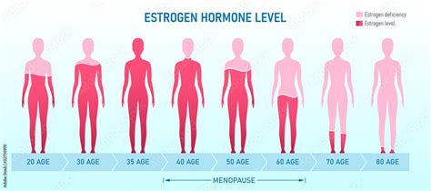 Creative vector illustration of estrogen hormone level, menopause chart ...