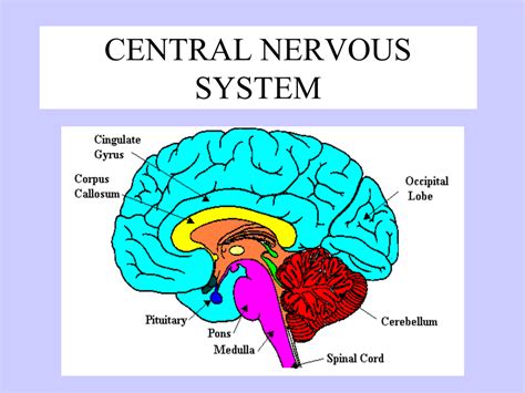 Central Nervous System Diagram Labeled Nervous System Anatomy And | Hot Sex Picture