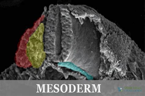 Mesoderm Development Extraembryonic Intraembryonic