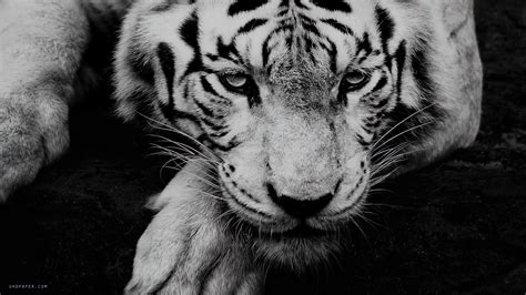 86 White Tiger Hd Wallpaper 4k Images & Pictures - MyWeb