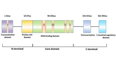 The True Face of Tumor Suppressor Gene p53-CUSABIO