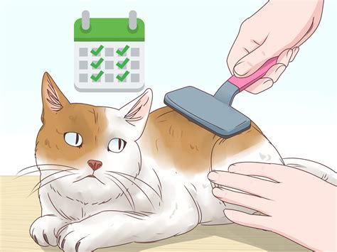 5 Ways to Help a Cat Cough Up a Hairball - wikiHow