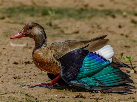 Brazilian Teal Duck – Profile | Traits | Facts | Habitat | Breeding - BirdBaron