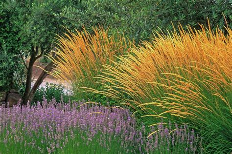 Ornamental grasses capture attention with easy beauty, easy care ...