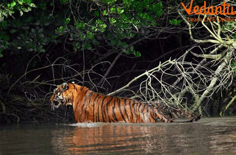 Mangrove Forests and Animals - Features, Adaptations and Examples