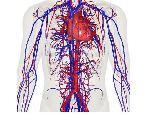 The Circulatory System • Find a holistic health practitioner near you ...