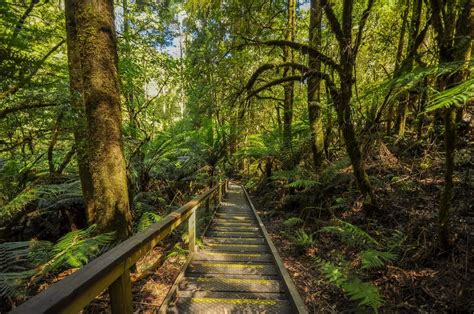 The Ultimate Guide to the Great Otway National Park | Great Ocean Road