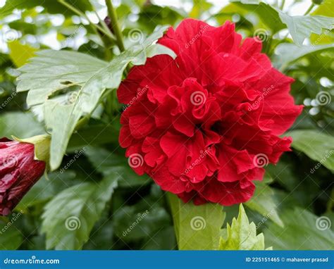 Madar full Flower stock image. Image of full, natural - 225151465