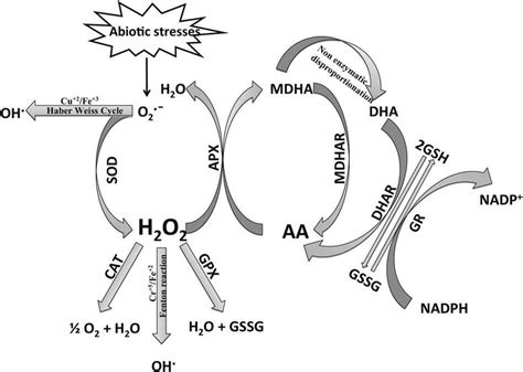 ROS and antioxidant defense mechanism. | Download Scientific Diagram