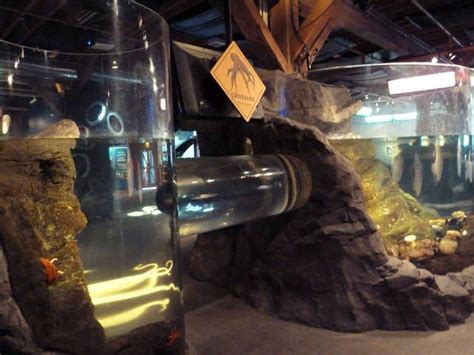 Giant Pacific Octopus Exhibit » Seattle Aquarium Gallery | Giant ...