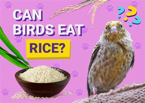 Can Birds Eat Rice? Vet Reviewed Nutrition Facts & FAQ | Pet Keen