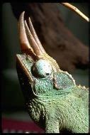 Jackson chameleon classification, origin and evolution