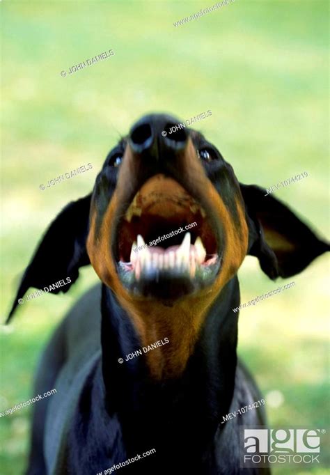 DOG - Dobermann / Doberman Pinscher, aggressive, Stock Photo, Picture ...