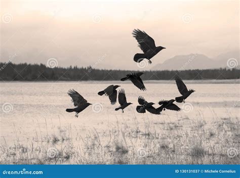 Flock of crows moving on stock image. Image of flying - 130131037