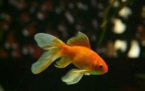 Goldfish Lifespan: 5 Tips To Impact How Long They Live