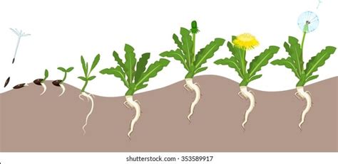 376 Dandelion seed germination 이미지, 스톡 사진 및 벡터 | Shutterstock