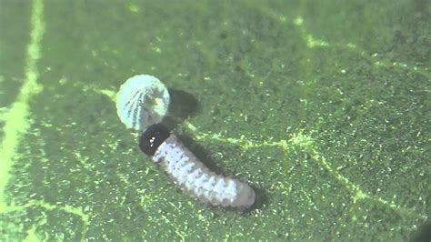 Monarch caterpillar hatching from egg - YouTube