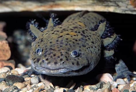 8 Fascinating Facts About the Axolotl