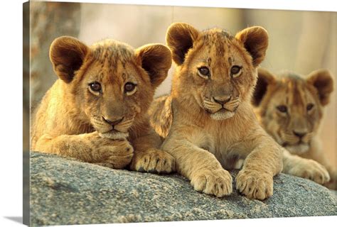 African Lion cubs resting on a rock, Hwange National Park, Zimbabwe Wall Art, Canvas Prints ...