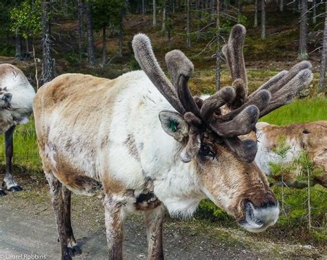 18 Fun Facts About Reindeer in Finland Beyond Pulling Santa's Sleigh | Finland, Geography for ...