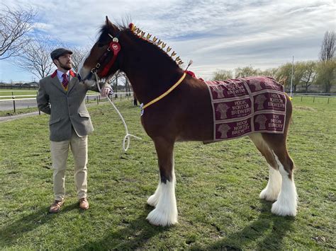 Shire Horse Success at National Show - Hook Norton Brewery