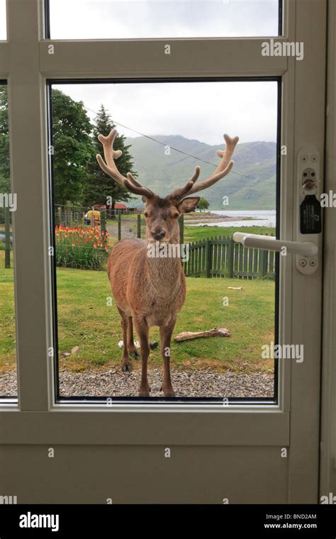 Red deer stag in a garden looking through a glass door panel in Scotland Stock Photo - Alamy