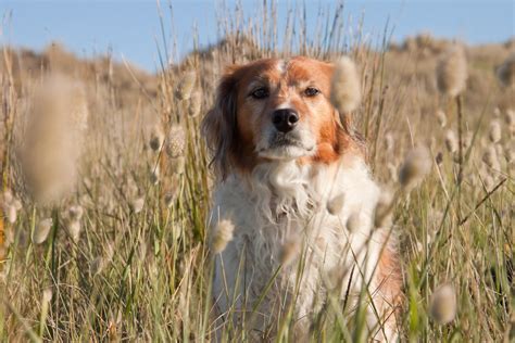 The Danger Of Grass Seeds For Dogs | YuMOVE