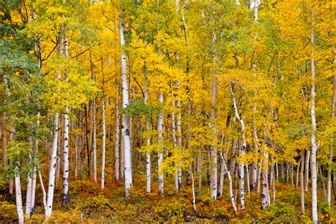 Southwest Colorado Fall Aspen Trees Fine Art Photo Print | Photos by ...