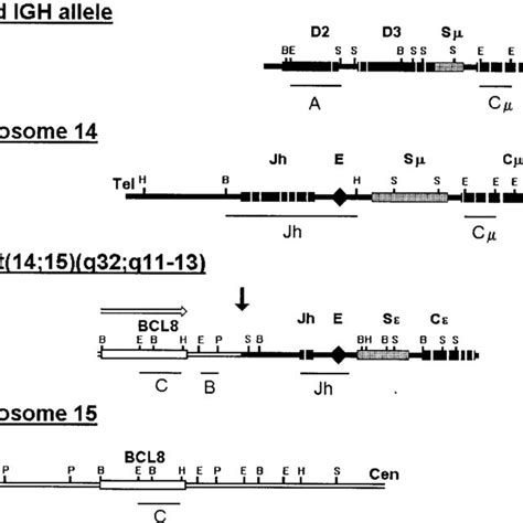 Restriction maps of the deleted IGH allele (I), the normal IGH locus... | Download Scientific ...