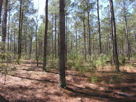 71.16 acres older pine trees - Warren County, Georgia | Shivers Real Estate