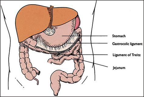 Ligament Of Treitz Diagram