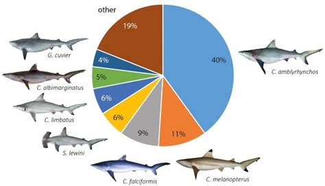 Artisanal shark fishing in Milne Bay Province, Papua New Guinea: biomass estimation from ...