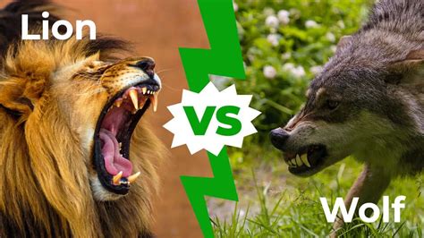 Lion vs Wolf: Who Would Win in a Fight? - IMP WORLD