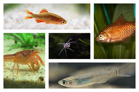 25 Awesome Cold Water Fish for Freshwater Aquariums (With Pictures)