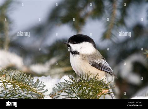 Black-capped chickadee in the winter Stock Photo - Alamy