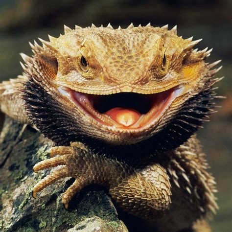 Salmonella risk? Shop owner hit employees with bearded dragon lizard ...