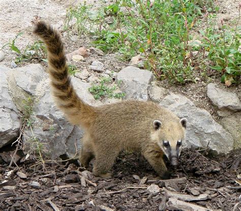 Biodiverasidad de Cozumel, tesoro natural en peligro | PortalPolitico.tv