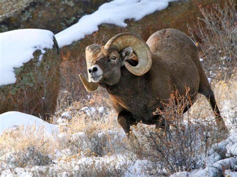 Wildlife watching: A guide to viewing some of Colorado’s majestic animals