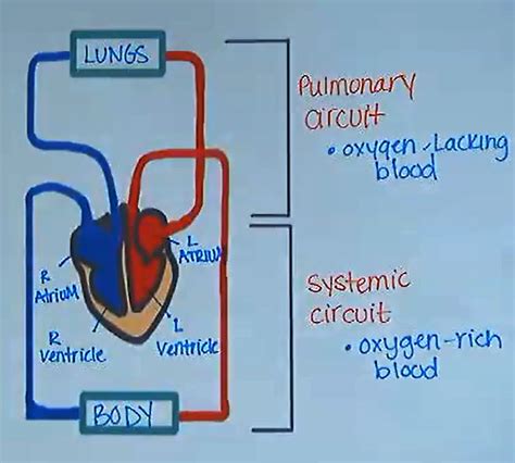 Pulmonary Circuit and Systemic Circuit Tutorial | Sophia Learning