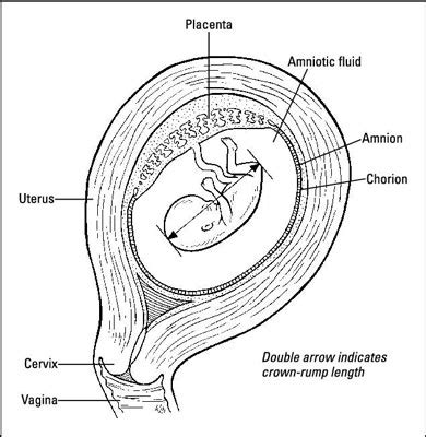 How an Embryo Grows - dummies