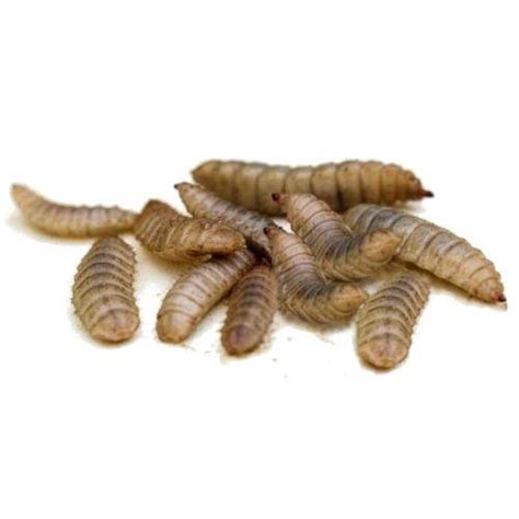 Black Soldier Fly Larvae – 100grams – Ultimate Exotics