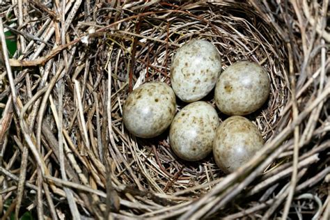 Garden warbler: song, nest & migration - Plantura