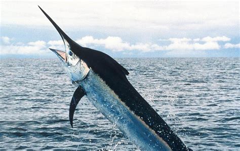 What Are the Differences Between Marlin & Swordfish? - Venice Fishing