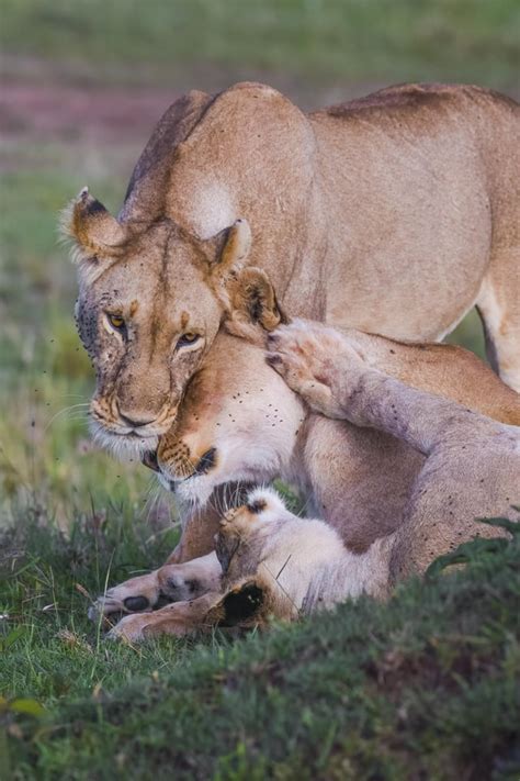 Lion pride | Masai Mara | Kenya [OC] : r/pics