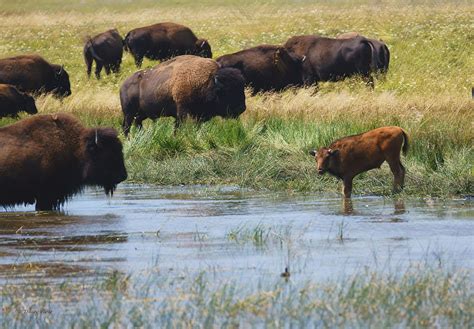 Bison Herd by a lake Photograph by Tracey Vivar | Fine Art America