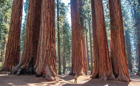 Redwood Tree Roots System / Huge Trees With A Powerful Root System ...