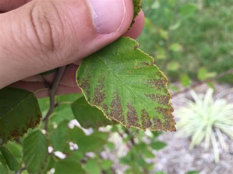 Brown Edge on River Birch Leaves [Backyard Neophyte Landscaping Blog]