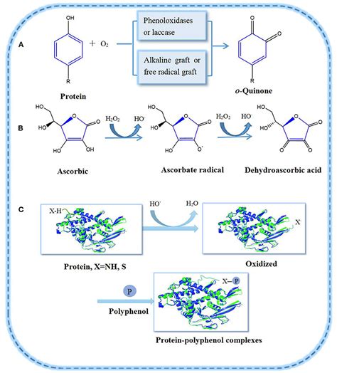 Frontiers | Recent Progress on Protein-Polyphenol Complexes: Effect on Stability and Nutrients ...