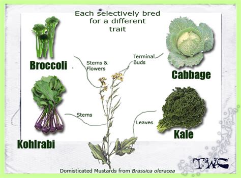 Brassicaceae Family - Taka Vegetable