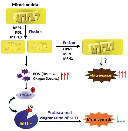 Melanogenesis Inhibitors | HTML | Acta Dermato-Venereologica